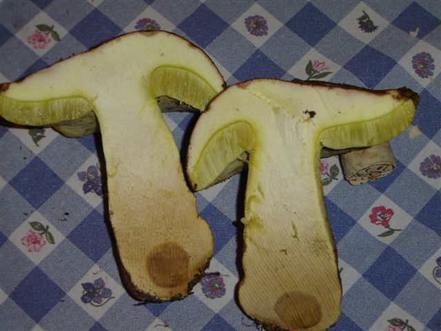 Appendiculatus?